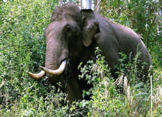 Wild Elephant Attack In Idukki