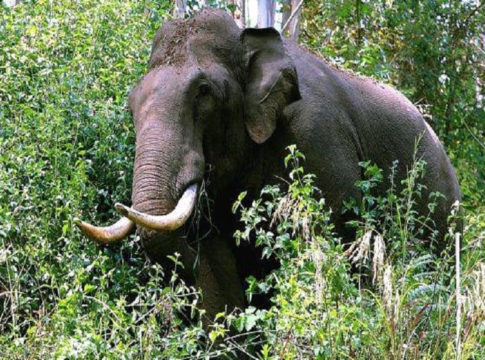 Wild Elephant Attack In Idukki