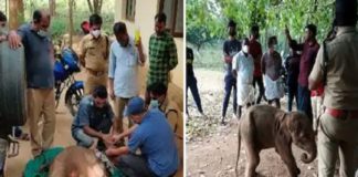 Elephant Calf Found In Chimmini Forest Died Today