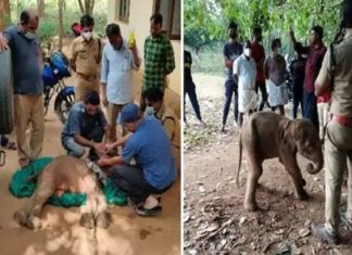 ചിമ്മിനിയിൽ കണ്ടെത്തിയ ആനക്കുട്ടി ചരിഞ്ഞു Elephant Calf Found In Chimmini Forest Died Today