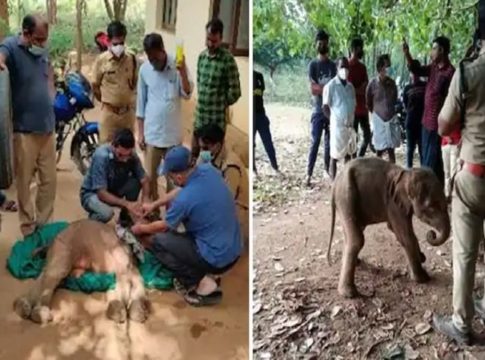 Elephant Calf Found In Chimmini Forest Died Today