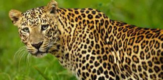 Leopard Attack