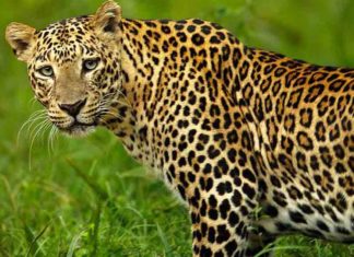 Leopard Attack
