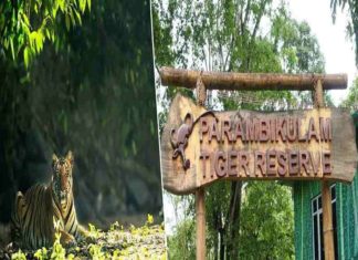 parambikulam tiger reserve