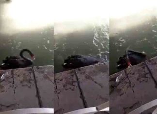 ‘പ്ളാസ്റ്റിക് ഭൂമിക്ക് ഭീഷണി’; അക്കാര്യം മനുഷ്യരേക്കാൾ അറിയാം ഈ അരയന്നത്തിന് 'plastic Threat to earth'; This swan knows that better than humans