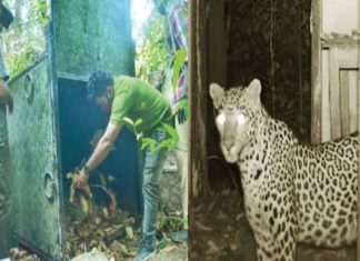 เดงเตเดฃเดฟเดฏเดฟเตฝ เดตเตเดฃเตเดเตเด เดชเตเดฒเดฟเดฏเดฟเดฑเดเตเดเดฟ; เดชเดถเตเดเตเดเดฟเดเดพเดตเดฟเดจเต เดเตเดจเตเดจเต leopard attack again in Dhoni ; The calf was killed