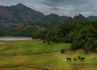 เดตเตเดจเตฝ เดเดเตเดคเตเดคเต; เดเดจเดฎเดฒเดฏเดฟเตฝ เดเดฒเดธเดเดญเดฐเดฃเดฟเดเตพ เดตเดฑเตเดฑเตเดจเตเดจเต Water Sources Drying In Anamala In Palakkad