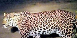 Leopard again in Palakkad