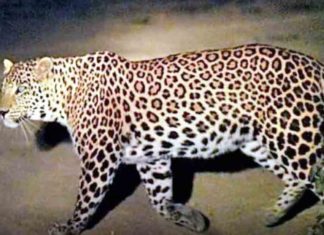 Leopard again in Palakkad
