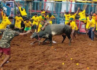 jallikattu