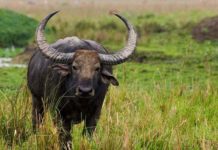 A gold chain found in the stomach of the buffalo