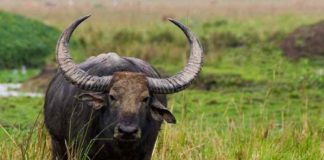 A gold chain found in the stomach of the buffalo