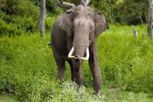 wild elephant attack in malappuram