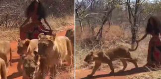 Young woman riding through the jungle with lions !; True or false?