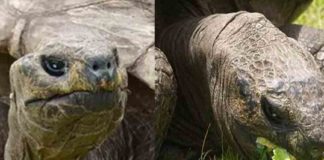 192ആം വയസിൽ ഗിന്നസ് റെക്കോർഡ് സ്വന്തമാക്കി ജൊനാഥൻ At the age of 192, Jonathan got the Guinness World Record