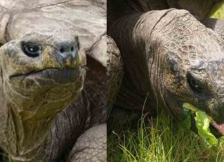 192ആം വയസിൽ ഗിന്നസ് റെക്കോർഡ് സ്വന്തമാക്കി ജൊനാഥൻ At the age of 192, Jonathan got the Guinness World Record