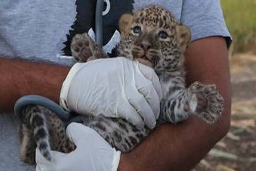 LEOPARD IN PALAKKAD LEOPARD IN PALAKKAD
