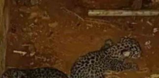 The mother tiger in Ummini did not arrive