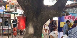 tree is being cut down