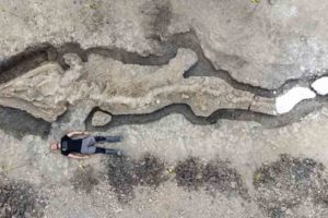 Largest 'Sea Dragon' ever to swim in British waters discovered