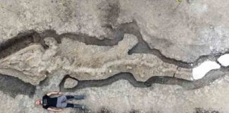 Largest 'Sea Dragon' ever to swim in British waters discovered