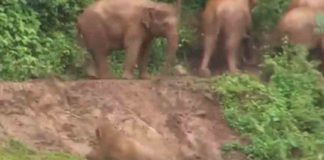 The elephants work together to bring back the slipped baby elephant