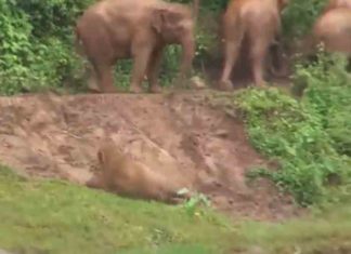 The elephants work together to bring back the slipped baby elephant