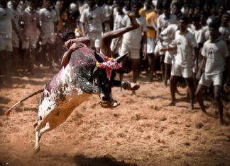 jallikkattu
