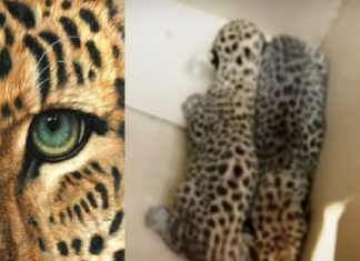 เดชเดฟเดเดฟเดเตเดเดพเดจเตเดณเตเดณ เดถเตเดฐเดฎเด เดตเดฟเดซเดฒเด; เดเดฐเต เดเตเดเตเดเดฟเดฏเต เดคเดณเตเดณเดชเตเดชเตเดฒเดฟ เดเตเดฃเตเดเตเดชเตเดฏเดฟ Presence of leopard,