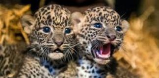 เดเดฎเตเดฎเดฟเดจเดฟเดฏเดฟเตฝ เด
เดเดเตเดเดฟเดเตเด เดตเตเดเตเดเดฟเตฝ เดจเดฟเดจเตเดจเต เดฐเดฃเตเดเต เดชเตเดฒเดฟเดเตเดเตเดเตเดเดฟเดเดณเต เดเดฃเตเดเตเดคเตเดคเดฟ Two leopard cubs were found in a locked house in Ummini