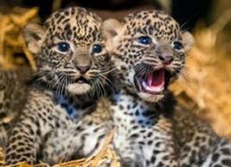 Two leopard cubs were found in a locked house in Ummini