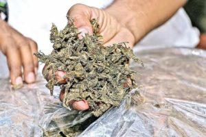 Two Were Arrested In Walayar For Ganja Case