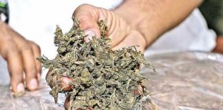 Two Were Arrested In Walayar For Ganja Case