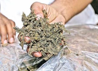 12 കിലോഗ്രാം കഞ്ചാവുമായി അഴിയൂർ സ്വദേശി പിടിയിൽ Two Were Arrested In Walayar For Ganja Case