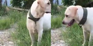 viral-video-of-dog-and-duck