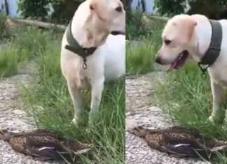 viral-video-of-dog-and-duck