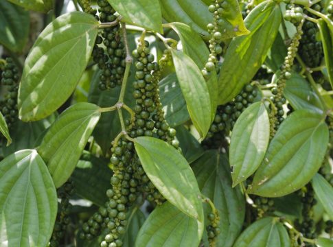 കുരുമുളക് വില താഴോട്ട്; കർഷകരും വ്യാപാരികളും പ്രതിസന്ധിയിൽ pepper price