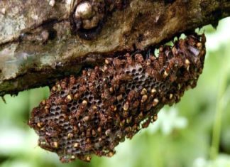 മലപ്പുറത്ത് കടന്നൽ കുത്തേറ്റ് ഒരു മരണം; 15ലേറെ പേർക്ക് പരിക്ക് wasp