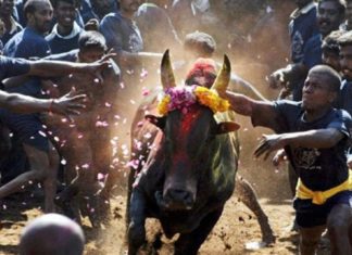 50 were Injuered In Tamil Nadu In Jallikkattu