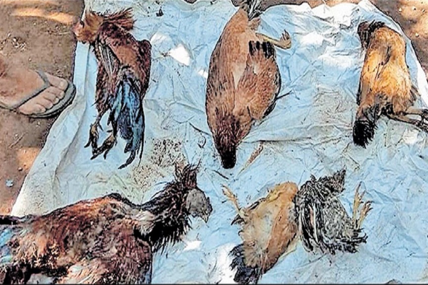 kasargod news kasargod news