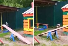 ഒറ്റക്ക് സീ സോ കളിക്കുന്ന പക്ഷി; വൈറലായി വീഡിയോ Viral-Video