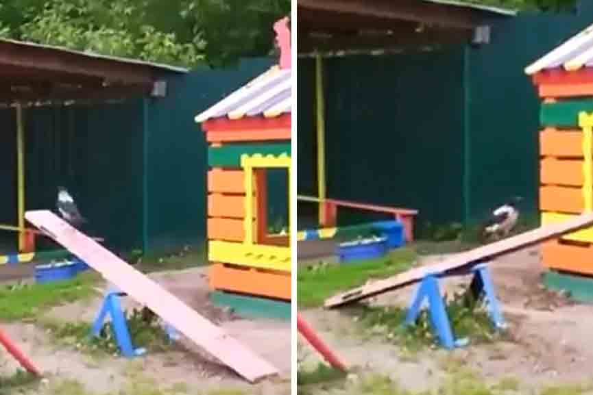 Viral-Video Viral-Video