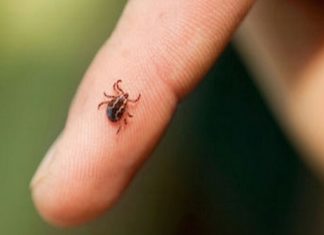 Scrub typhus confirmed in kasargod