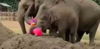 എല്ലാ കുട്ടികൾക്കും കളിപ്പാട്ടം ഇഷ്ടമാണ്; ആനക്കുട്ടിക്കും… All children love toys; elephants also