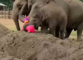 എല്ലാ കുട്ടികൾക്കും കളിപ്പാട്ടം ഇഷ്ടമാണ്; ആനക്കുട്ടിക്കും… All children love toys; elephants also