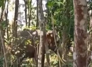 പാലായില് എഴുന്നള്ളത്തിന് എത്തിച്ച ആനകള് വിരണ്ടോടി