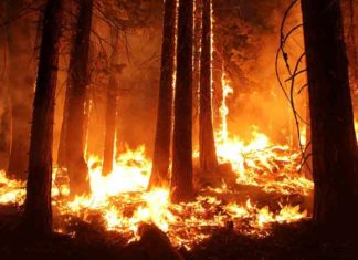 സൈലന്റ് വാലിയിലെ കാട്ടുതീ മനുഷ്യനിർമിതം; റിപ്പോർട് തേടി വനം മന്ത്രി Wildfires in Palakkad