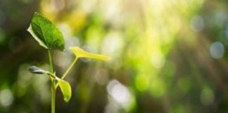 tree-planting-project