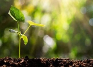 tree-planting-project