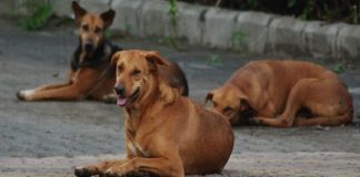Street Dog Attack in Kozhikode And 36 Were Injured